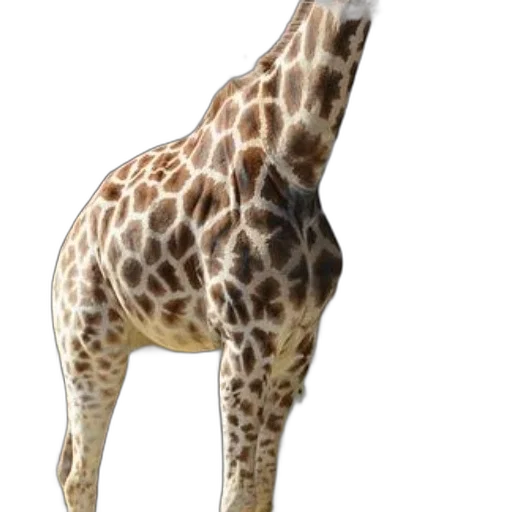 animal, creature, staff, hat transparent PNG cut-out