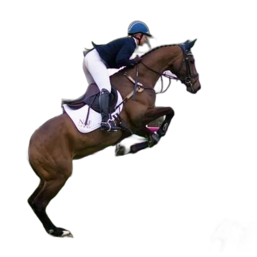 animal, staff, photorealistic, rider transparent PNG cut-out