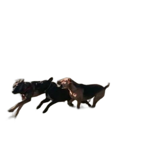 animal, jewelry, creature, hair transparent PNG cut-out