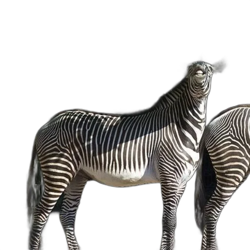 animal, creature, jewelry, furniture transparent PNG cut-out