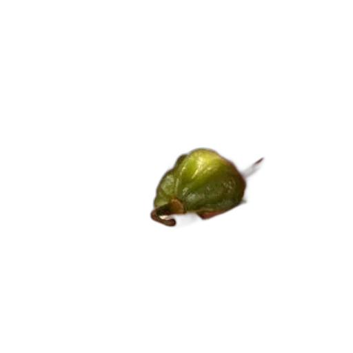 food, animal, creature, weapon transparent PNG cut-out