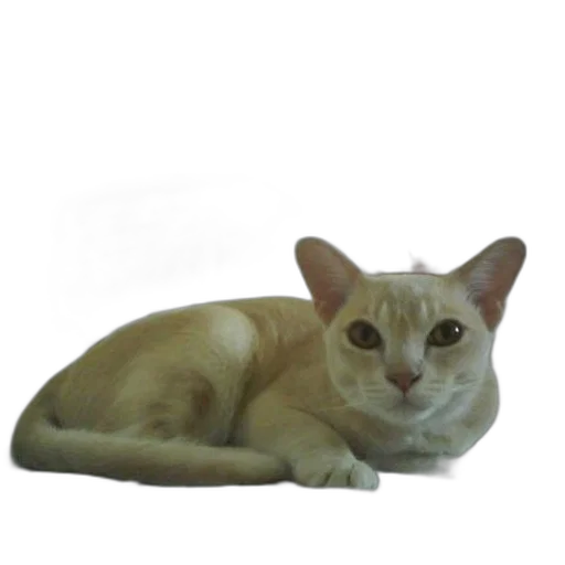 animal, creature, staff, jewelry transparent PNG cut-out