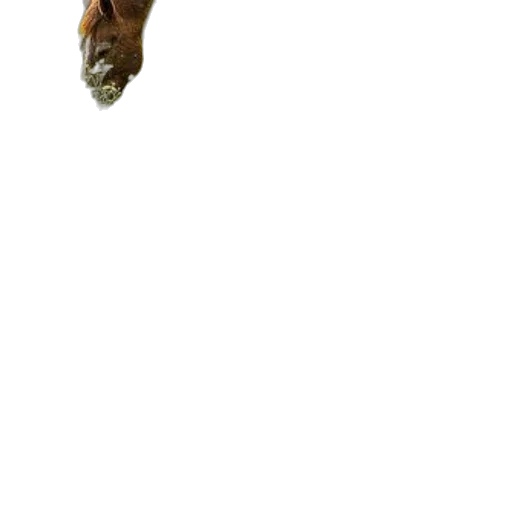creature, animal, dragon, face transparent PNG cut-out