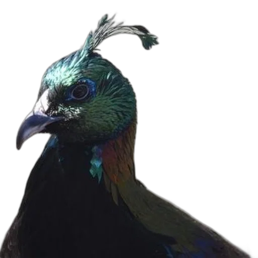 animal, staff, crown, creature transparent PNG cut-out