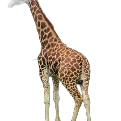 animal, creature, staff, weapon transparent PNG cut-out