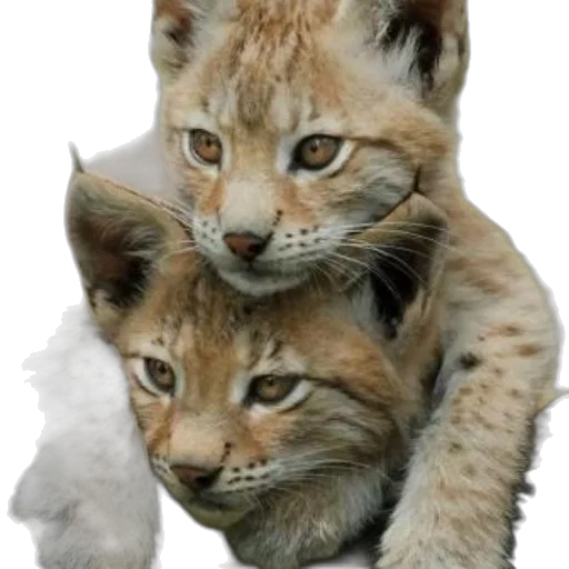 animal, jewelry, photorealistic, oil painting transparent PNG cut-out