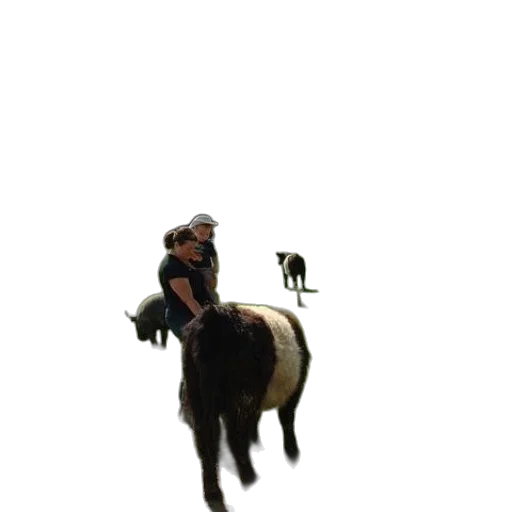 animal, creature, hat, concept art transparent PNG cut-out
