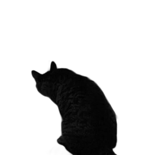 animal, staff, creature, hat transparent PNG cut-out