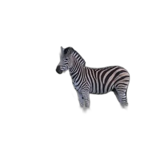 animal, creature, jewelry, furniture transparent PNG cut-out