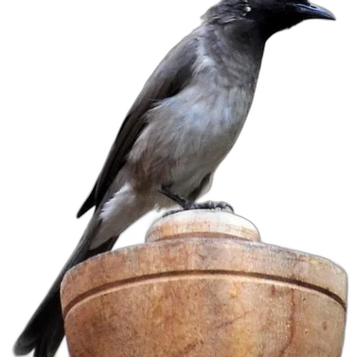 animal, crown, food, hat transparent PNG cut-out
