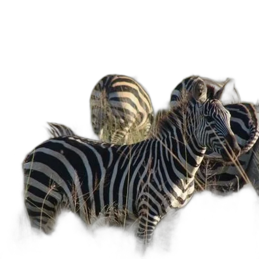 animal, jewelry, dragon, creature transparent PNG cut-out