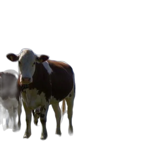 animal, creature, food, hat transparent PNG cut-out