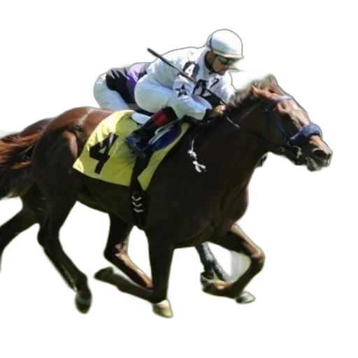 animal, photorealistic, jockey, horseback transparent PNG cut-out