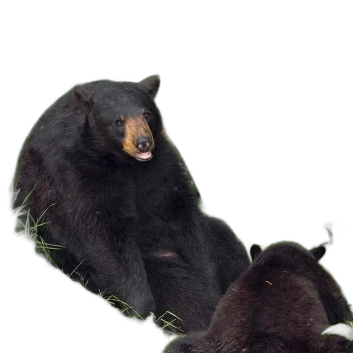 animal, creature, staff, jewelry transparent PNG cut-out