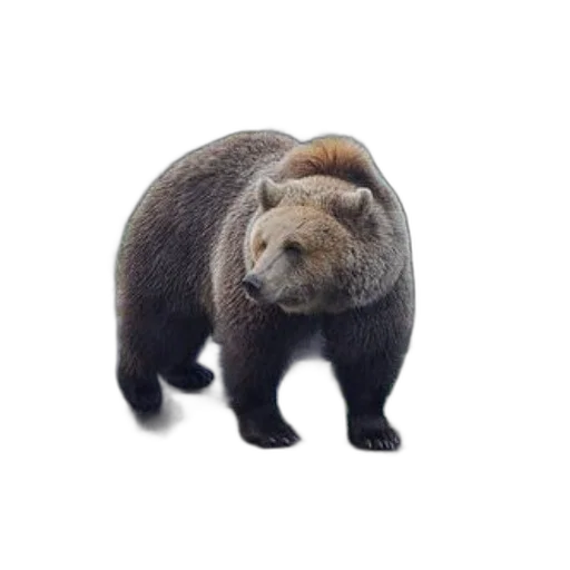 animal, creature, hair, staff transparent PNG cut-out