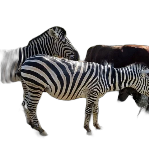 animal, creature, furniture, weapon transparent PNG cut-out