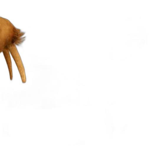 hair, animal, creature, umbrella transparent PNG cut-out