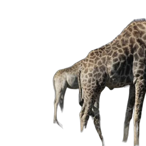 animal, creature, weapon, umbrella transparent PNG cut-out