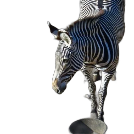 animal, jewelry, creature, furniture transparent PNG cut-out