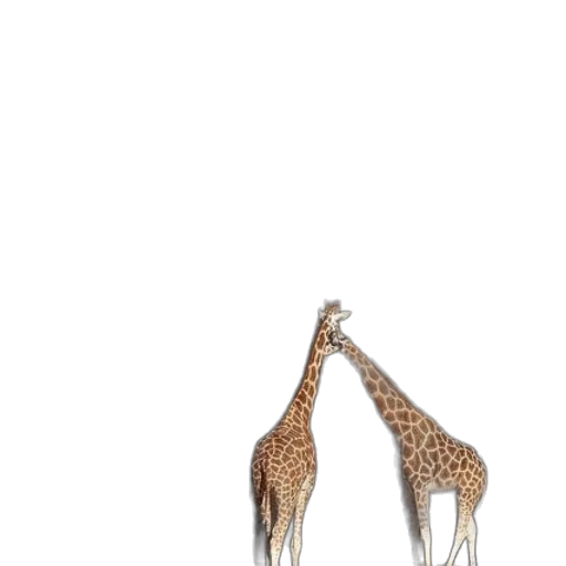 animal, shoes, creature, umbrella transparent PNG cut-out