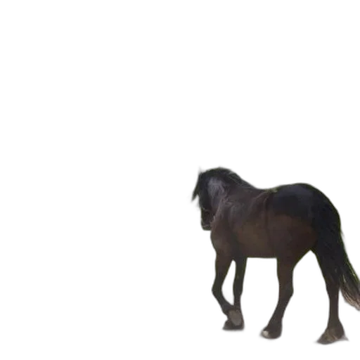 animal, creature, hair, dragon transparent PNG cut-out