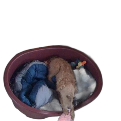 jacket, hat, animal, shoes transparent PNG cut-out