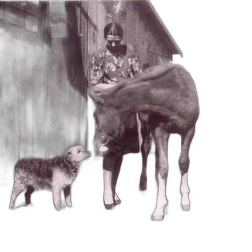animal, creature, concept art, pencil sketch transparent PNG cut-out