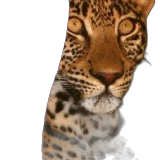 animal, staff, face, mask transparent PNG cut-out