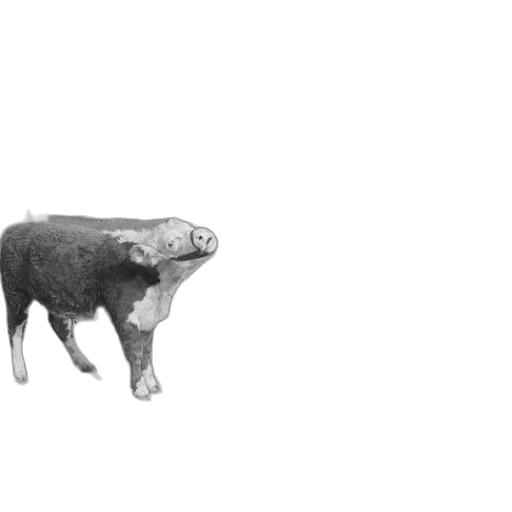 animal, creature, face, mask transparent PNG cut-out