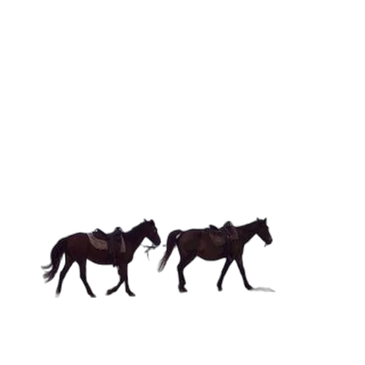 animal, creature, hair, crown transparent PNG cut-out