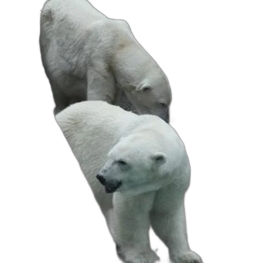 animal, creature, staff, face transparent PNG cut-out