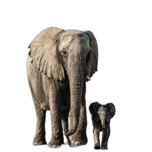 animal, creature, staff, umbrella transparent PNG cut-out
