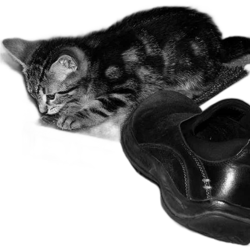 shoes, animal, weapon, hat transparent PNG cut-out