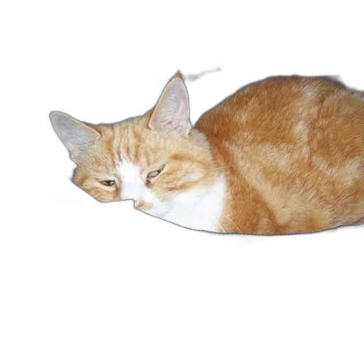 animal, hat, creature, staff transparent PNG cut-out
