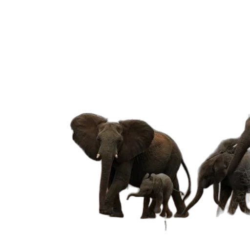 animal, concept art, 3d render, photorealistic transparent PNG cut-out