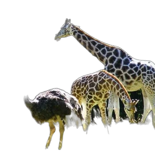 animal, creature, crown, umbrella transparent PNG cut-out