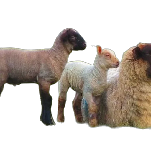 animal, food, creature, 3d render transparent PNG cut-out