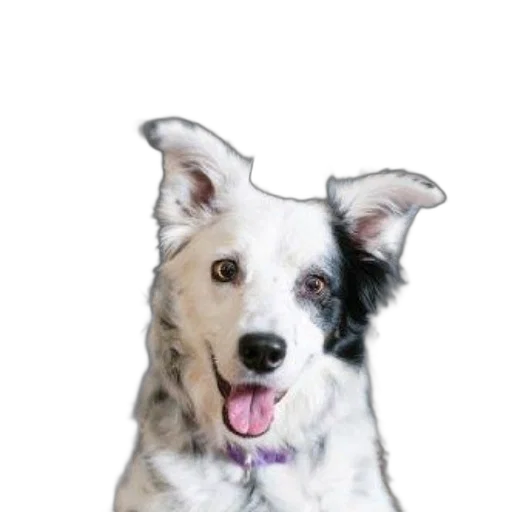 staff, animal, face, creature transparent PNG cut-out