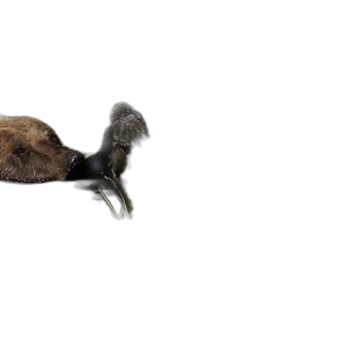 animal, hair, creature, staff transparent PNG cut-out