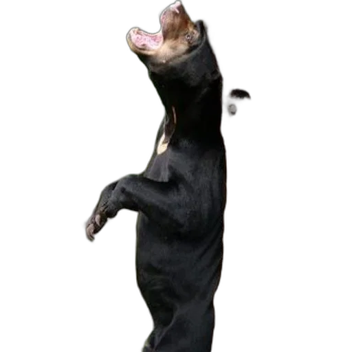 animal, creature, staff, food transparent PNG cut-out