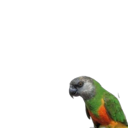animal, creature, face, staff transparent PNG cut-out