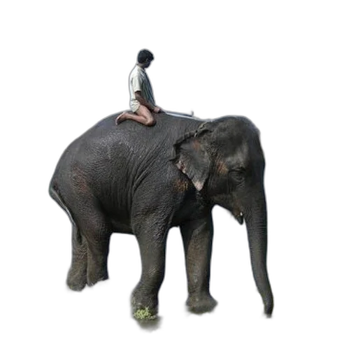 hat, animal, staff, umbrella transparent PNG cut-out