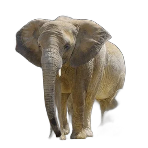 animal, creature, staff, weapon transparent PNG cut-out