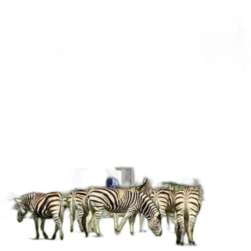 animal, furniture, jewelry, crown transparent PNG cut-out