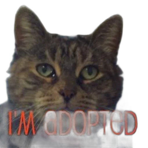 animal, face, creature, food transparent PNG cut-out