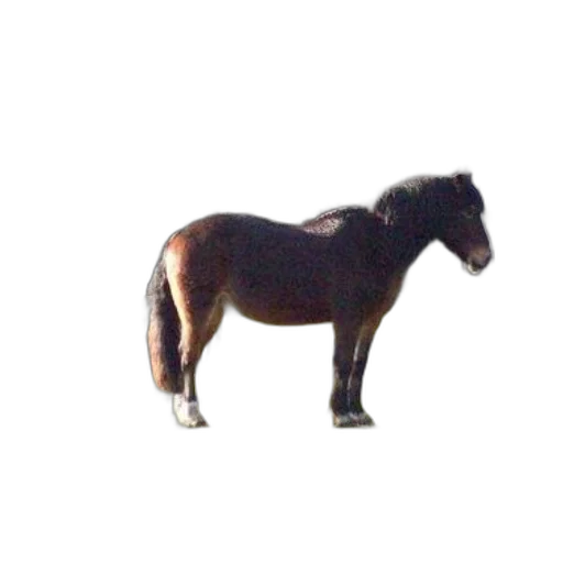 animal, creature, furniture, staff transparent PNG cut-out