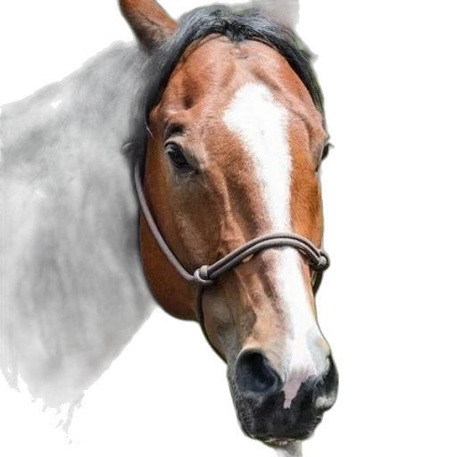 animal, face, hat, mask transparent PNG cut-out