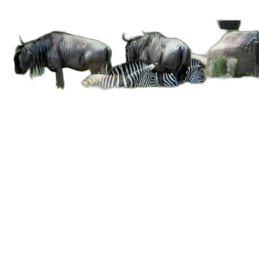 animal, furniture, shoes, staff transparent PNG cut-out