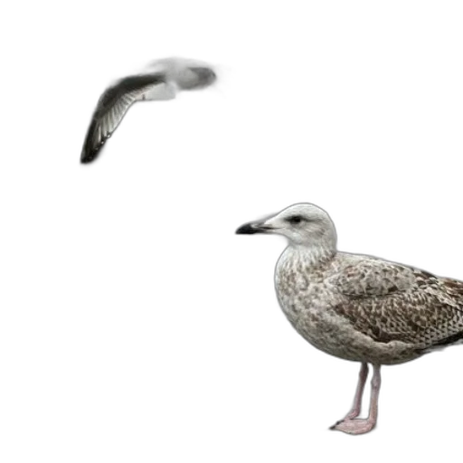 animal, creature, shoes, staff transparent PNG cut-out