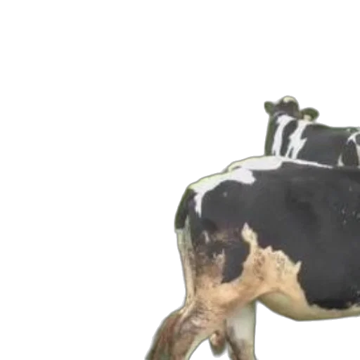 animal, food, robot, bottle transparent PNG cut-out